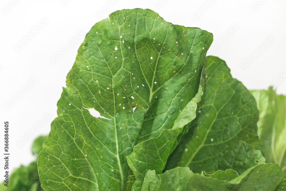 Organic vegetables Non-toxic vegetables Pesticide residue free