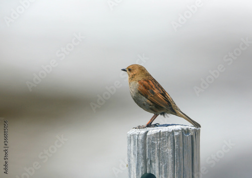 Wallpaper Mural カヤクグリ Torontodigital.ca