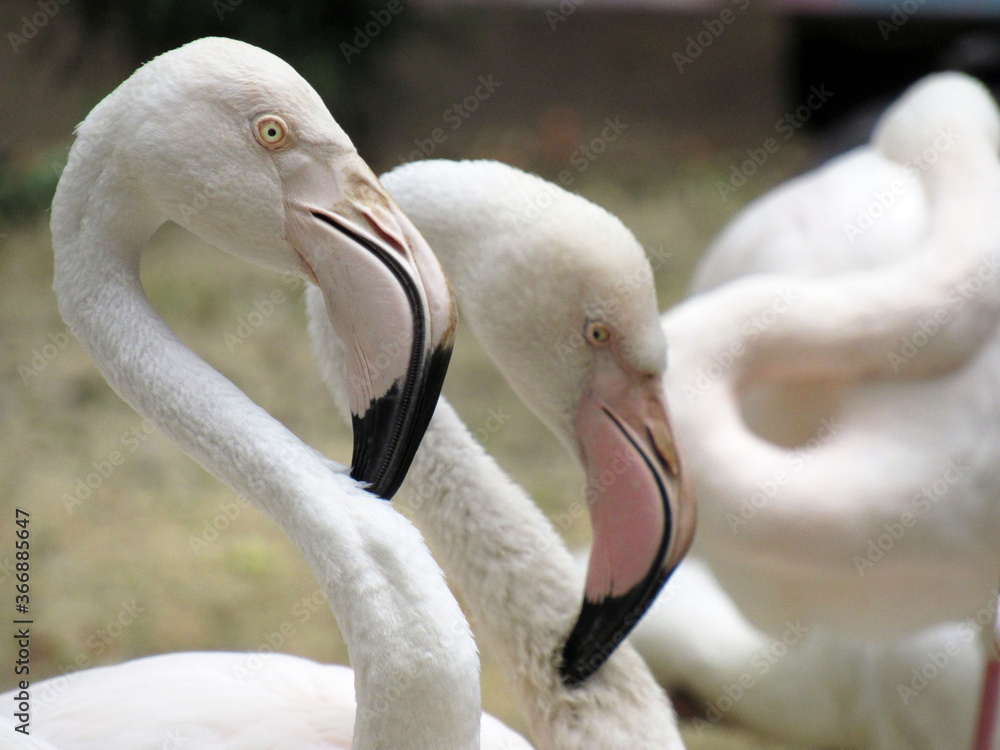 Fototapeta premium Pink flamingos in the wild. Close-up.