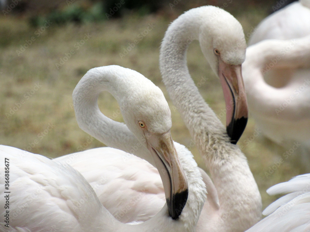 Obraz premium Pink flamingos in the wild. Close-up.