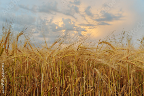 Ripe wheat is set against the background of a thunderstorm in the sunset sky. Ripe wheat is set against the background of a thunderstorm in the sunset sky. there are clouds in the sky.