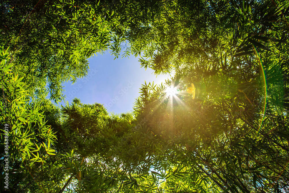 Obraz premium Bamboo forest and the morning sunlight.