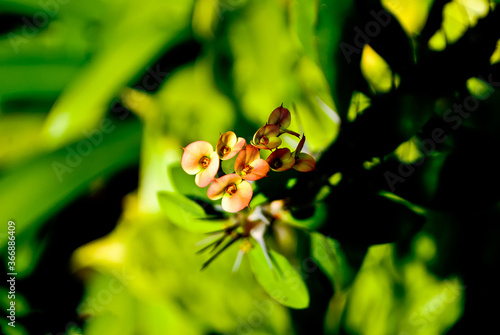 Flowers looking at the sun