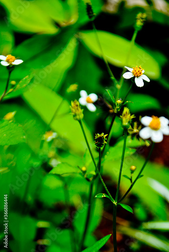 white flowers on green grass