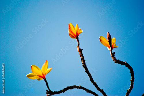 yellow flower on blue background
