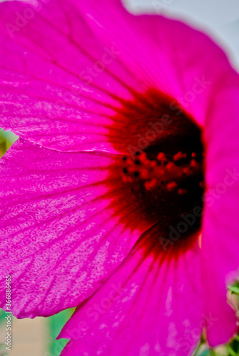 close up of a pink flower