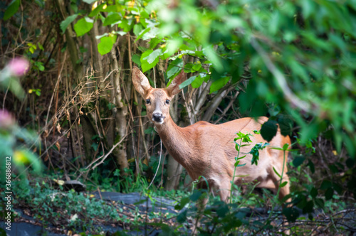 Reh frisst genüsslich im Garten/Wald und schaut in die Kamera. Unerschrocken und furchtlos, nah am Menschen. photo