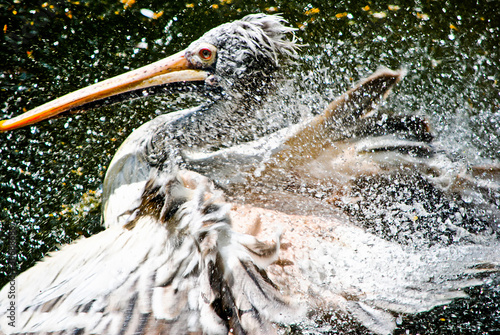 great white pelican