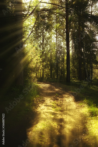 Fototapeta Naklejka Na Ścianę i Meble -  sun rays in coniferous forest, abstract landscape summer forest, beautiful wilderness nature