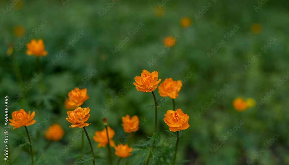 Orange flowers in the meadow in the highlands