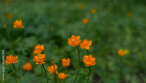 Orange flowers in the meadow in the highlands