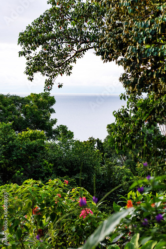 Look trough trees on Pacific Ocean photo