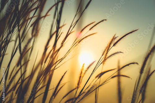 Meadow in Sunset