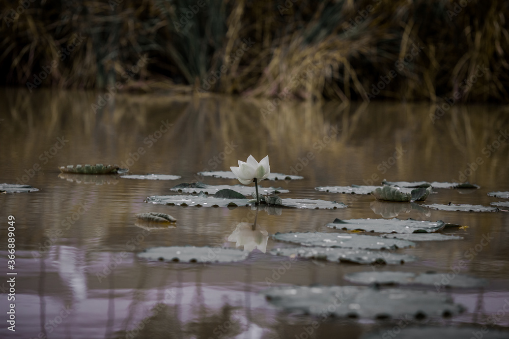 Fototapeta premium The background view of the white lotus flower that is different in species that are planted in the reservoir or by nature itself on the river, with bees to pollinate.