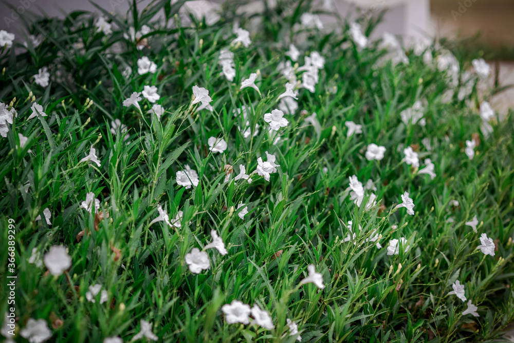 Fototapeta premium Blurred background of flowers that grow on the fields or roads.