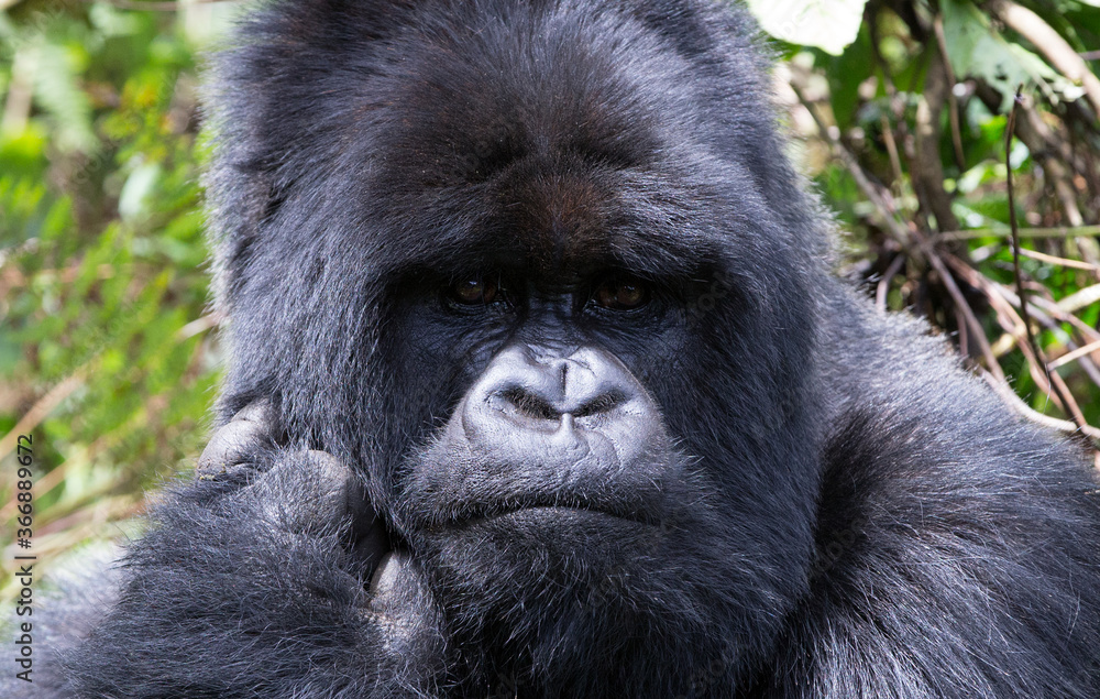 A Silverback Gorilla (Gorilla beringei beringei) - Rwanda
A Silverback Gorilla (Gorilla beringei beringei) - Rwanda