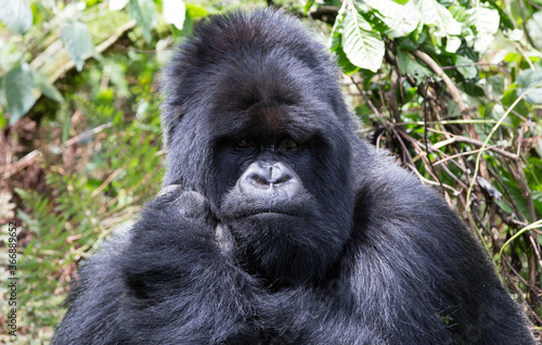A Silverback Gorilla (Gorilla beringei beringei) - Rwanda   © Grantat