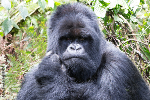 A Silverback Gorilla (Gorilla gorilla) - Rwanda   © Grantat