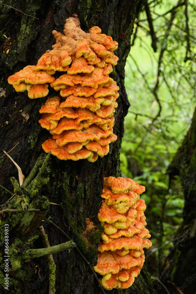 Laetiporus sulphureus on a tree close-up Laetiporus sulphureus on a tree close-up