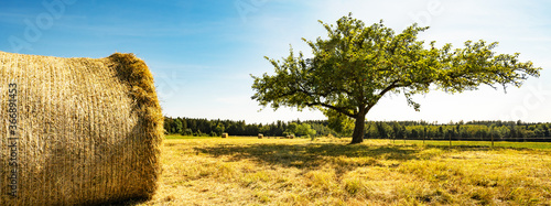 Landscape banner wide panoramic panorama background - Hay bales on a field and blue sky and apple tree in the summer in Germany © Corri Seizinger