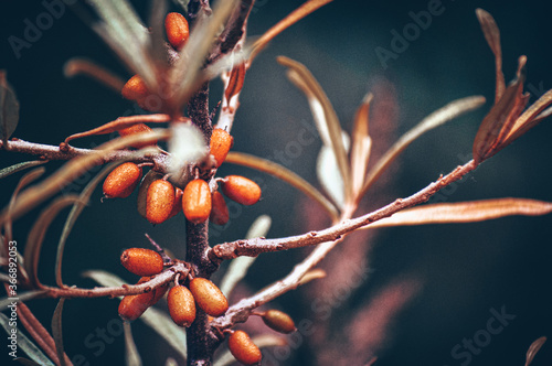 Wild sweet barberry or berberis in a quiet forest