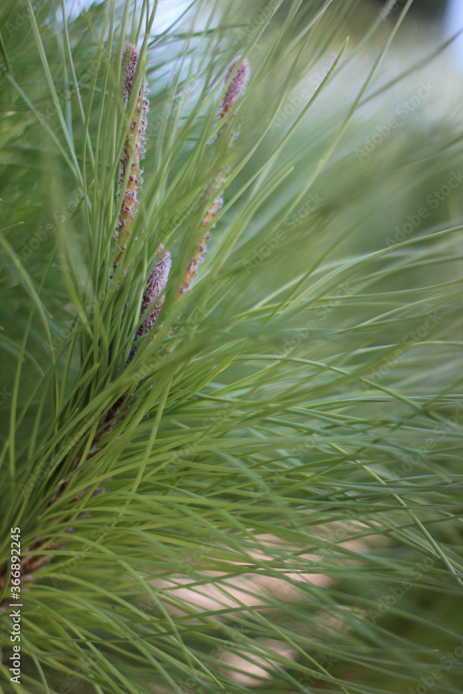 Alanya, TURKEY - August 10, 2013: Travel to Turkey. Greenery. Flowers. Plants of Turkey. Palm trees. Foliage, trees Alanya, TURKEY - August 10, 2013: Travel to Turkey. Greenery. Flowers. Plants of Turkey. Palm trees. Foliage, trees