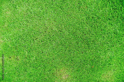 Nature green grass texture background, Top view of grass Ideal concept used for making green flooring, lawn for a training football pitch, Grass Golf Courses green lawn pattern textured background.