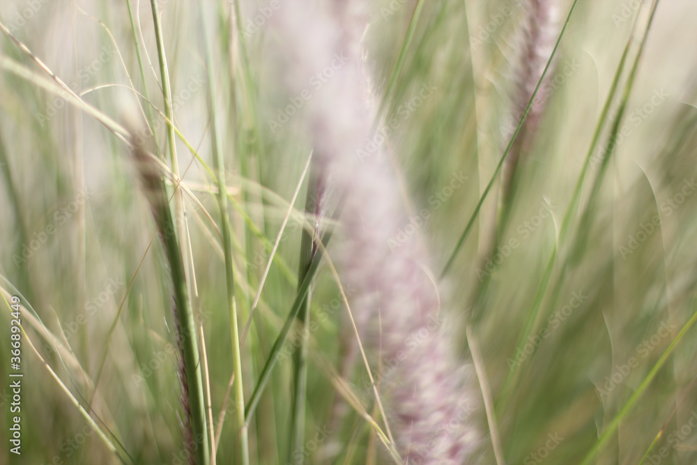 Alanya, TURKEY - August 10, 2013: Travel to Turkey. Greenery. Flowers. Plants of Turkey. Palm trees. Foliage, trees