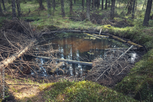 A huge crater from the explosion in the forest, flooded with water and fallen trees Fototapet
