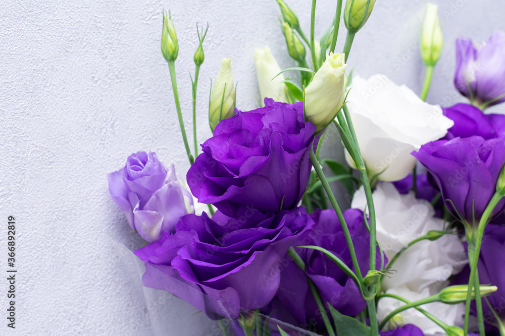 Violet and white Eustoma flower on light blue background. Flowers background design. Prairie gentian Plants. Copy space for text.