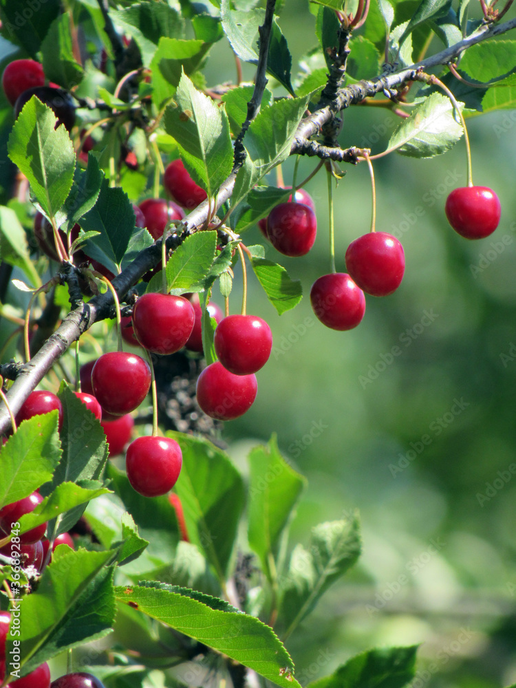 Cherry branch on a green background             