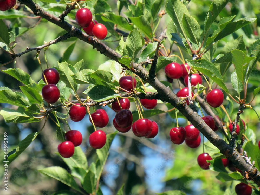 Cherry branch on a green background             