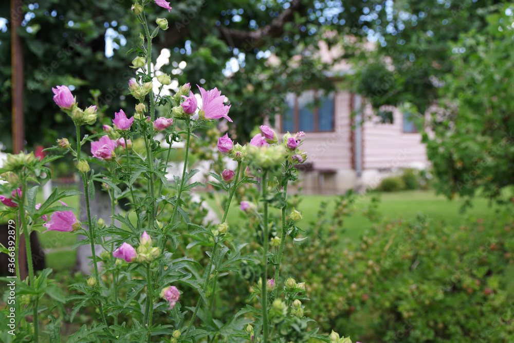 Beautiful village house. Bush with delicate pink flowers. Village concept Beautiful village house. Bush with delicate pink flowers. Village concept