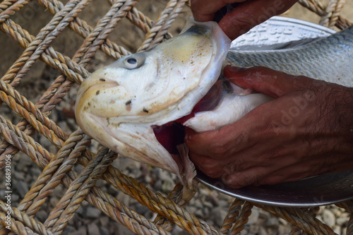 River fish crucian carp, animal Asian a kind of fish from the side, Live fish with flowing fins, wildlife isolated on white silver back Scardinius erythrophthalmus Balochistan Pakistan