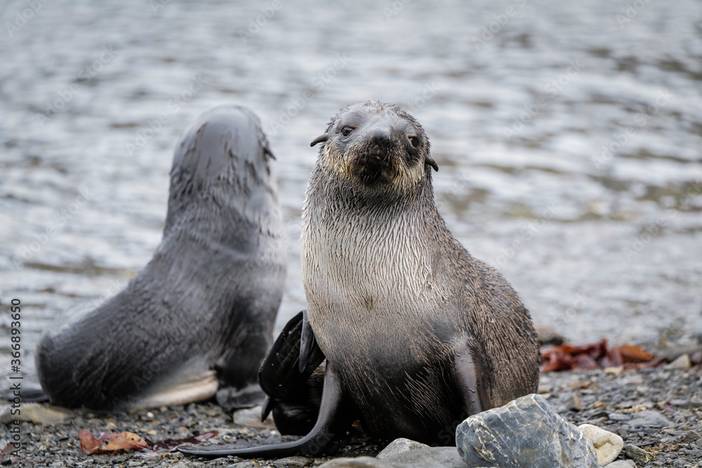 baby Fur Seals at Stromness, old whaling station, South Georgia baby Fur Seals at Stromness, old whaling station, South Georgia