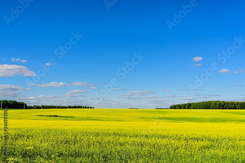 Large rapeseed field, forest, clouds, sunlight on a blue sky in June afternoon on a summer day. Russia.