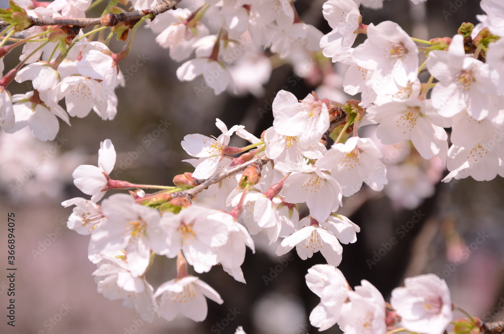Naklejka premium 桜