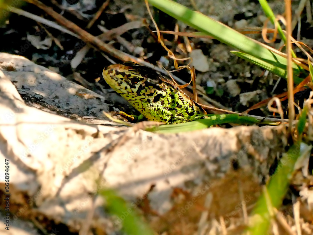 Naklejka premium sand lizard during a sunbathing, male reptile