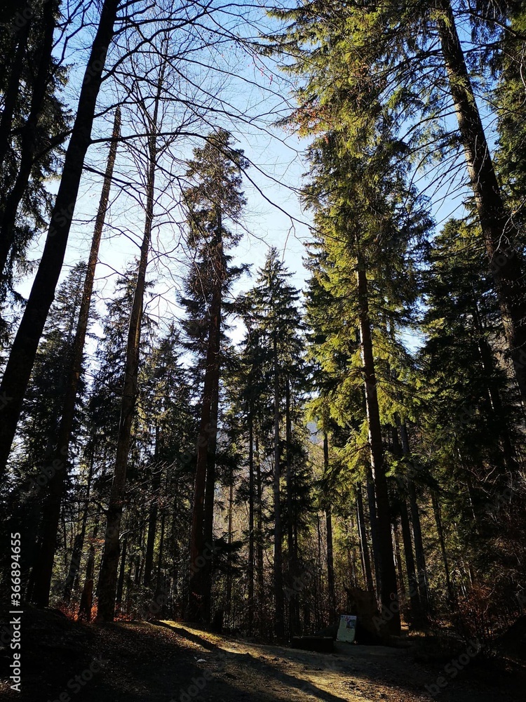 Obraz premium Path in the woods