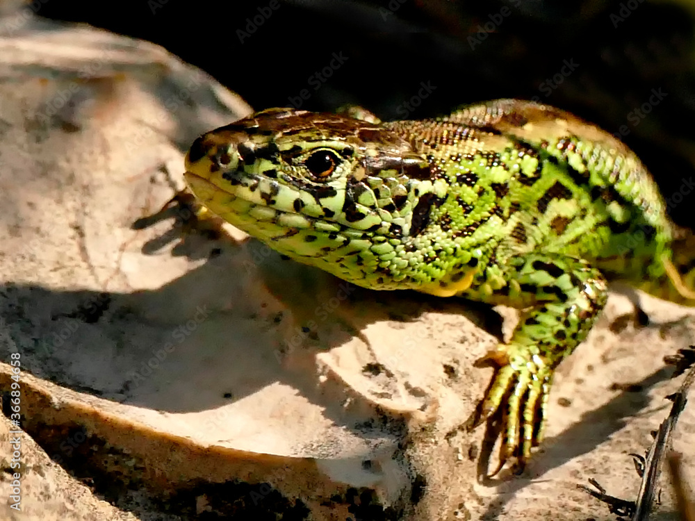sand lizard during a sunbathing, male reptile sand lizard during a sunbathing, male reptile
