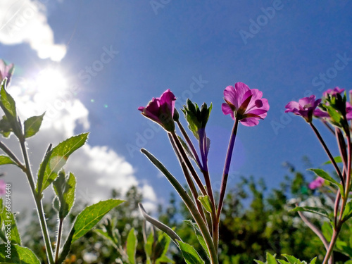 willowherb  medicinal herb with flower in summer