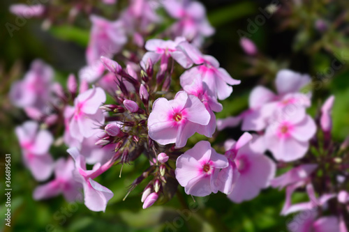 Wallpaper Mural Perennial phlox Torontodigital.ca