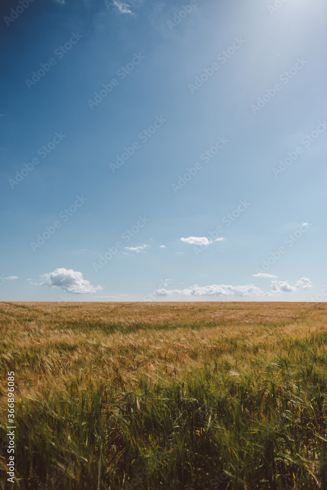 Obraz premium Corn Fields