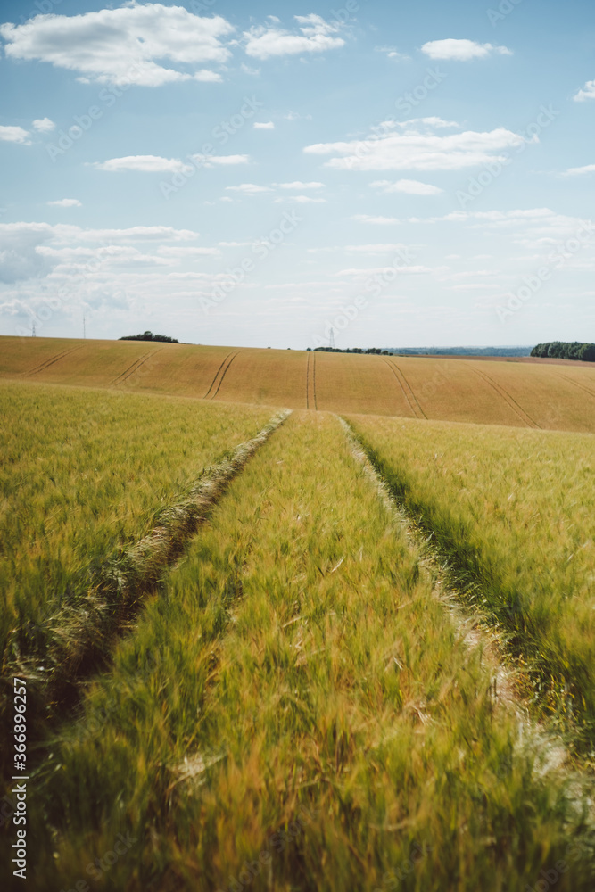 Corn Fields