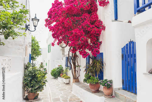 Traditional greek street with bougainvillea flowers in Paros island, Cyclades, Greece