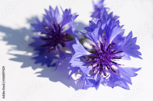 Cornflowers on a white background in selective focus. Beautiful bouquet isolated on a white background. The layout of the greeting card. Bright blue flowers in the sunlight.