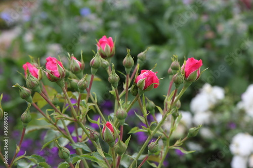 Half closed rose buds in the garden. 