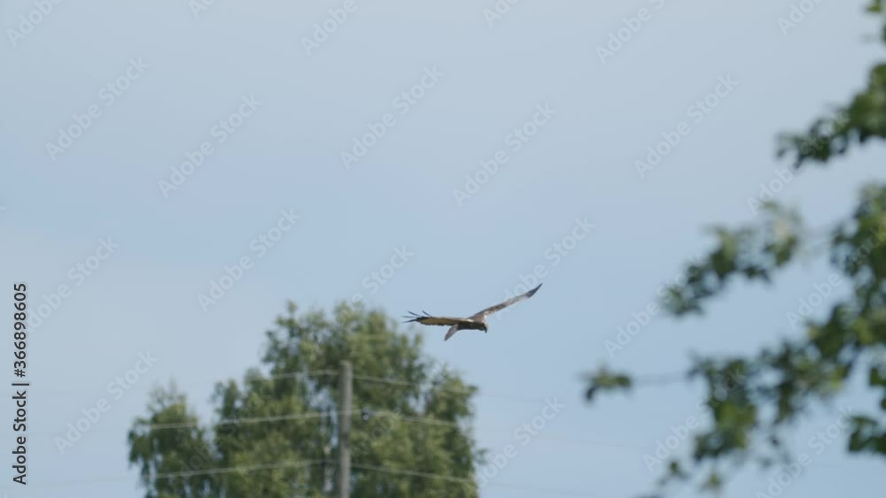 Marsh harrier in flight over fields and bushes hunting pray