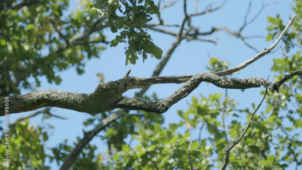 Dangerous dead dry wood branches in light wind Dangerous dead dry wood branches in light wind
