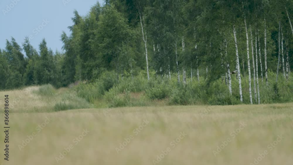 Marsh harrier in flight over fields and bushes hunting pray Marsh harrier in flight over fields and bushes hunting pray